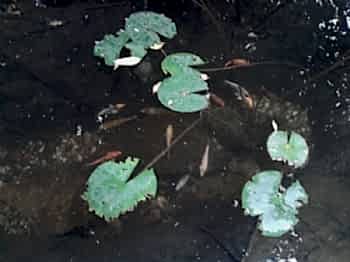 Biyolojik Göller ve Havuzlar