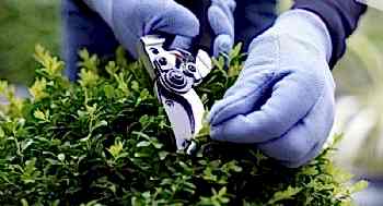 Bahçe Bakım Hizmeti