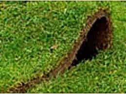 Hazır Rulo Çim Uygulama ve Bakım