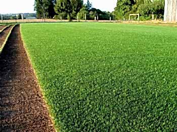 Hazır Rulo Çim Uygulama ve Bakım